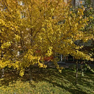 Красноярск, Улица Парижской Коммуны, 30/29: фото