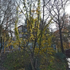 Chebrikova Street, 5, Sochi: photo