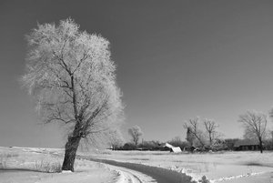 Белый пейзаж. Черно белая зима. Зима чб. Зимние красивые черно белые пейзажи. Зимняя природа чб.