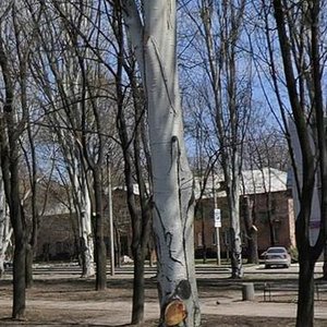 Донецк, Бульвар Шахтостроителей, 25: фото