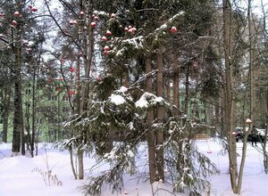 Pirogova Street, 16, Novosibirsk: photo