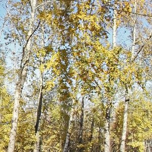 Staro-Kuzmikhinskaya ulitsa, 91/1 ، إيركوتسك: صورة