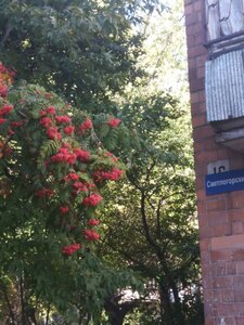 Svetlogorskiy Lane, 16, : foto