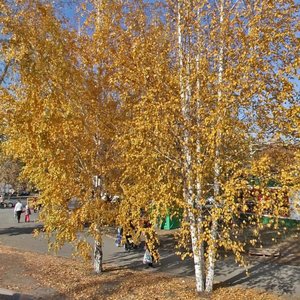 Karbysheva Street, 1, Kurgan: photo