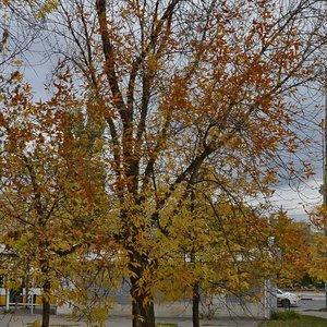 Саратов, Проспект имени 50 лет Октября, 63А: фото