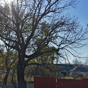 Ulitsa Gorkogo, 18 ، : صورة