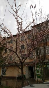 Sadriddin Ayni Street, 80/1, Dushanbe: photo