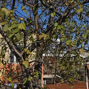 Novorossiyskaya Street, 63/2, Anapa: photo