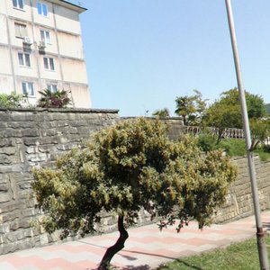 Partizanskaya ulitsa, 4, Sochi: photo