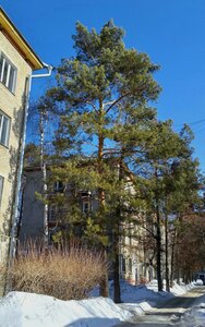 Morskoy Avenue, 3 ، نوفوسيبيرسك: صورة