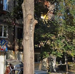 Tenisna vulytsia, 12 ، زابوروجي: صورة