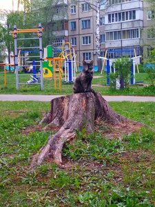 9th Pyatiletki Avenue, 9, Cheboksary: photo