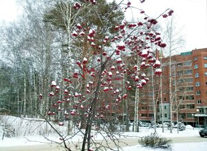 Zolotodolinskaya Street, 31/1, Novosibirsk: photo