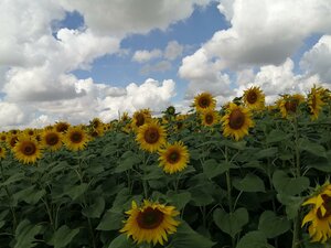 Derevnya Osinovyye Prudki, 1, Lipetsk Oblast: photo