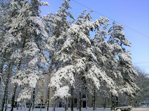 Morskoy Avenue, 1, : foto