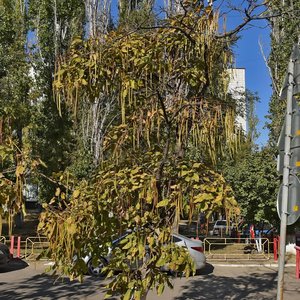 Kommunisticheskaya Street, 31, Volgograd: photo