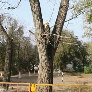 Ulitsa Dvorzhaka, 6Б ، استراخان: صورة