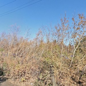 Malochausovskiy Drive, 9, Kurgan: photo