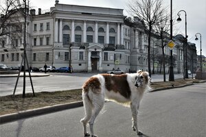Makarova Embankment, 6 ، سان بطرسبرغ: صورة
