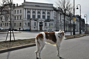 Makarov Dolgu Yolu, No:6, Saint‑Petersburg: Fotoğraflar