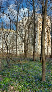 Berezovaya Roscha Street, 24/1, Voronezh: photo