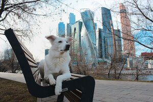 Москва, Пресненская набережная, 2: фото