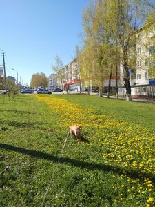Ульяновск, Хрустальная улица, 16: фото