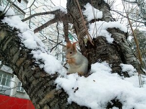 Tereshkovoy Street, 12, Novosibirsk: photo