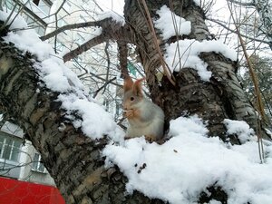 Новосибирск, Улица Терешковой, 12: фото